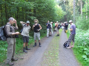 Sammeln im Wald vor Tanne