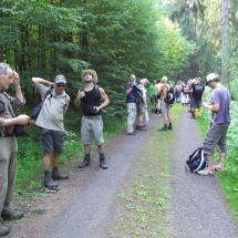 Sammeln im Wald vor Tanne