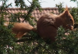 Eichhörnchen