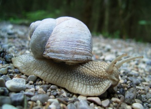 Weinbergschnecke