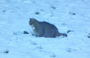 Wildkatze