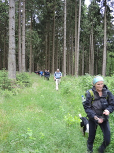 Im Wald vor Elend